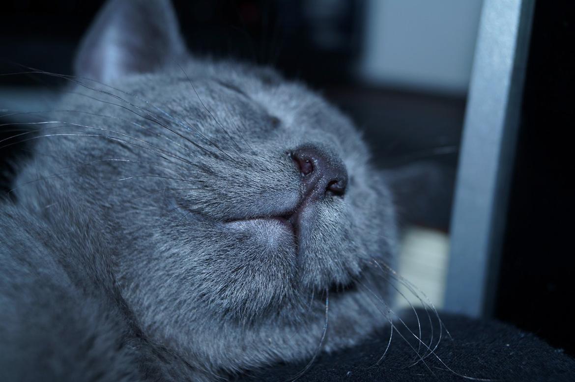 Huskat Lille My billede 9