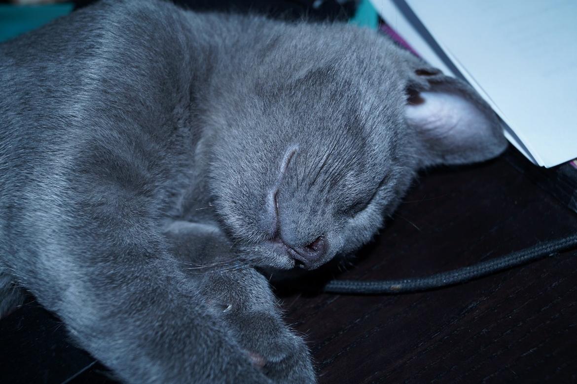 Huskat Lille My billede 10