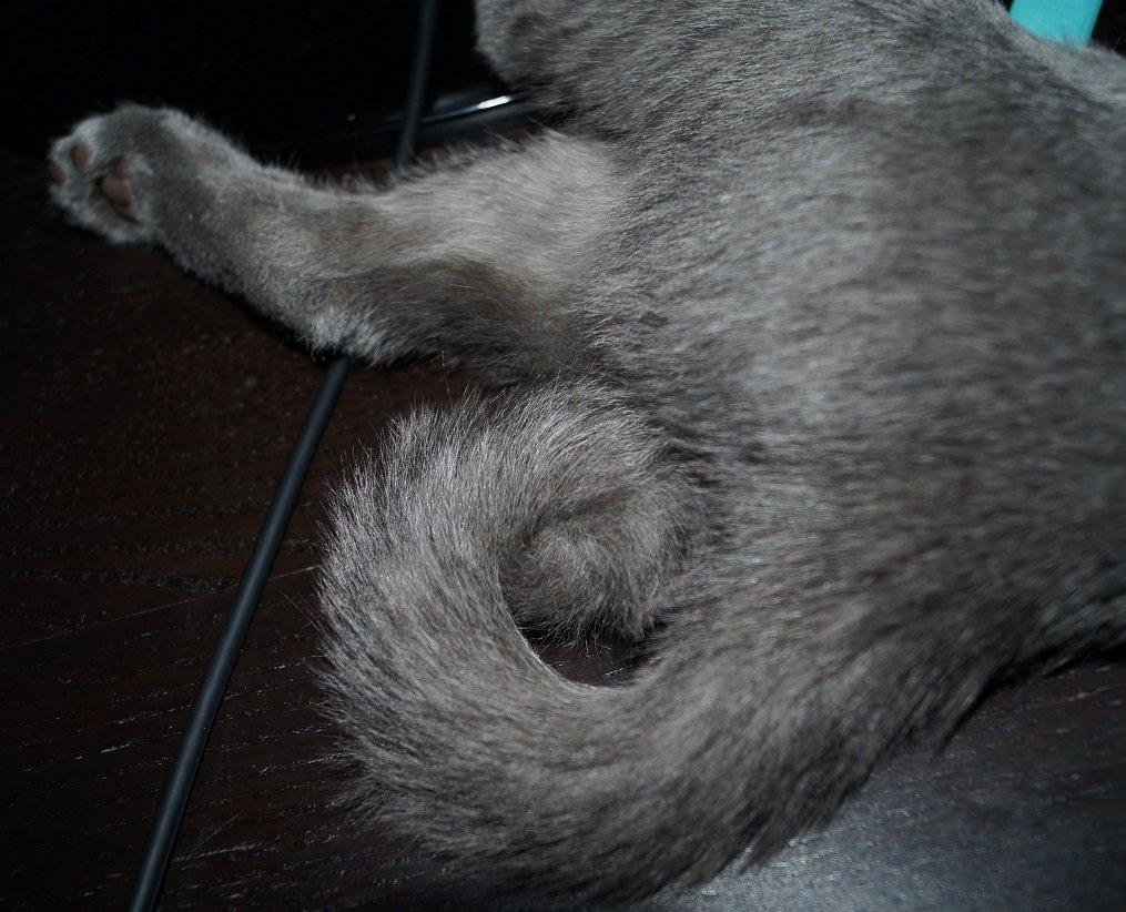 Huskat Lille My - Lillens sjove hale :D billede 11