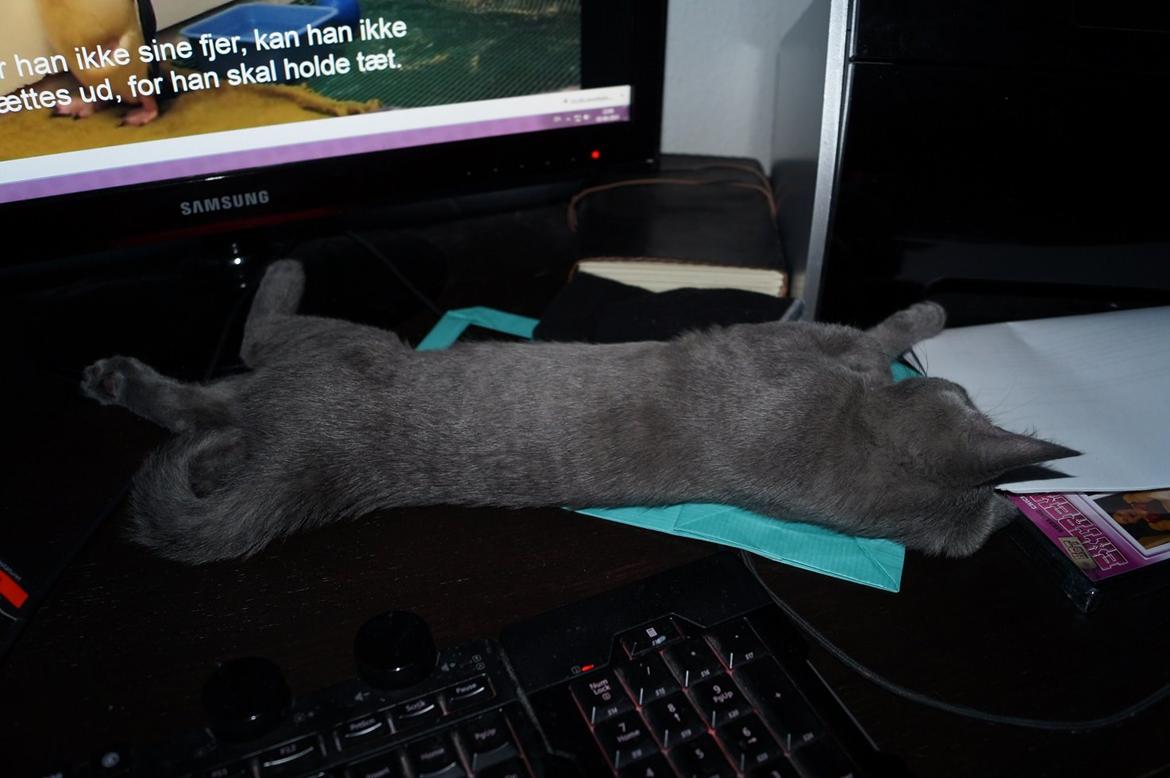 Huskat Lille My - Favorit plads :P billede 12