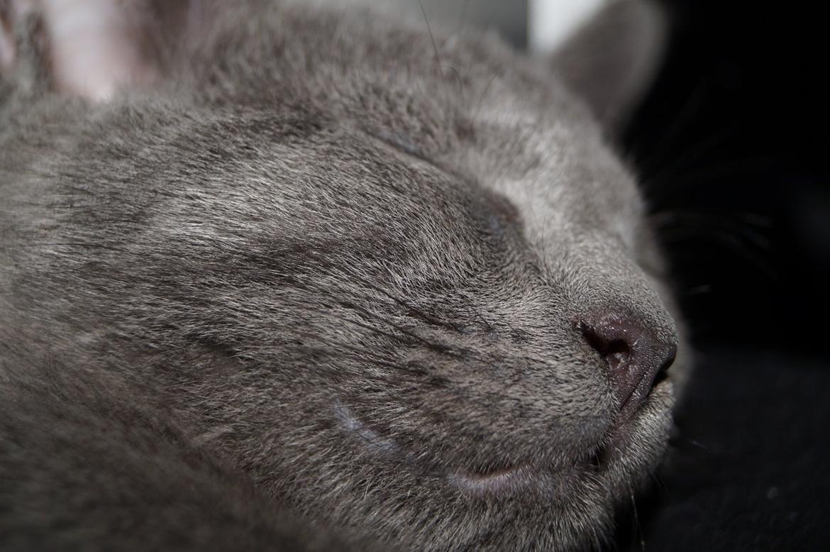 Huskat Lille My billede 8