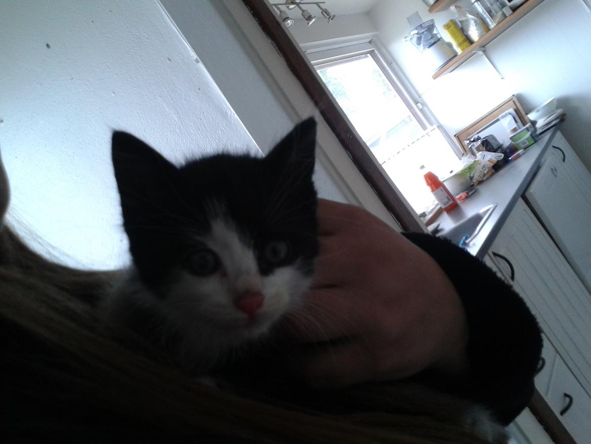 Blanding af racer Figaro billede 1