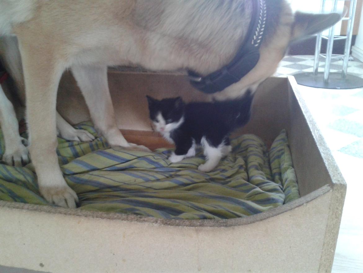 Blanding af racer Figaro billede 3