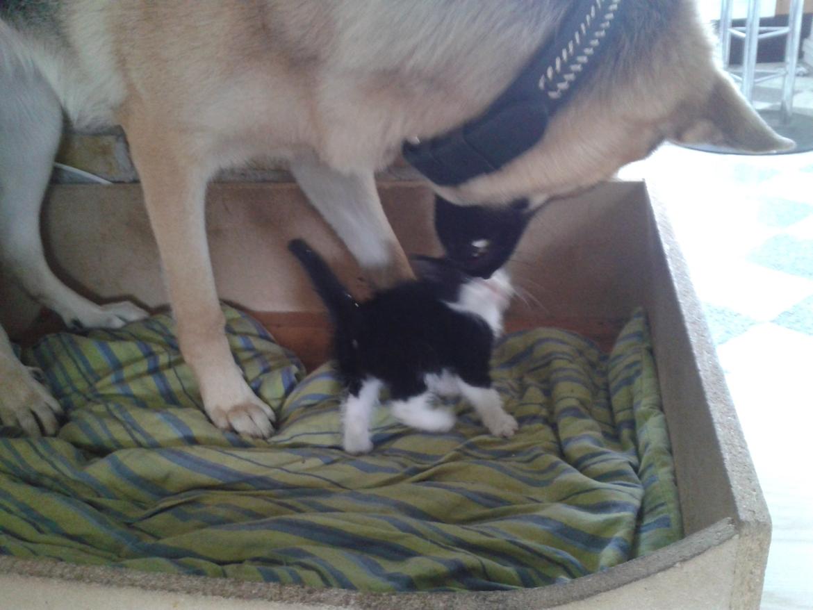 Blanding af racer Figaro billede 4