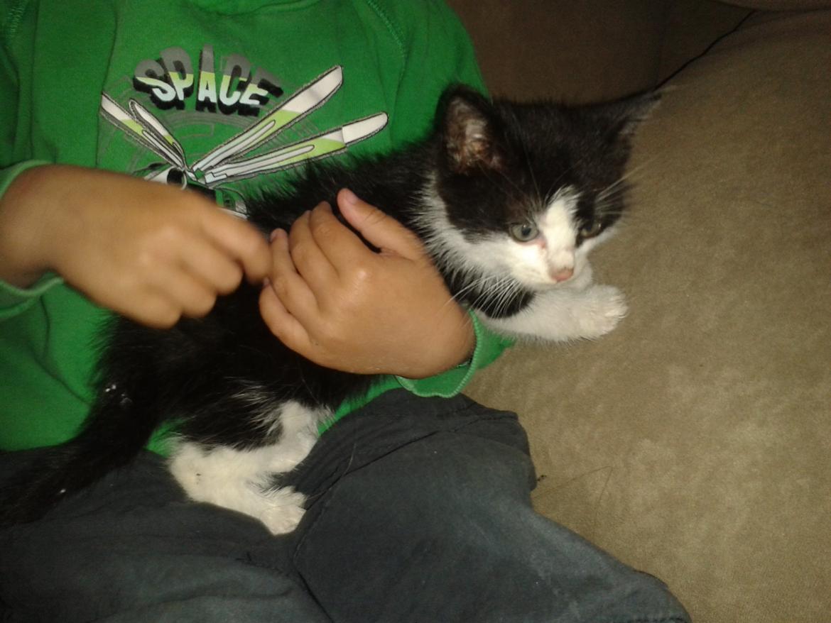 Blanding af racer Figaro billede 2