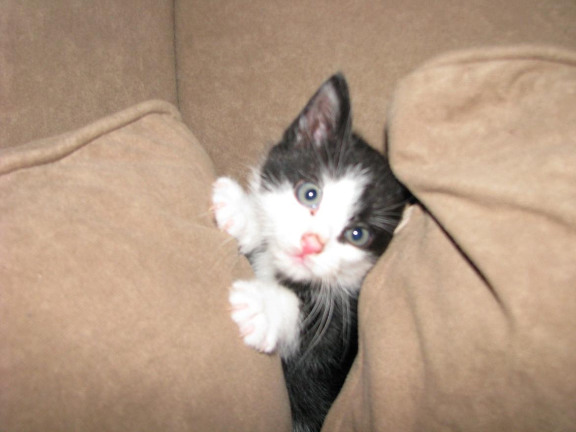 Blanding af racer Figaro billede 7