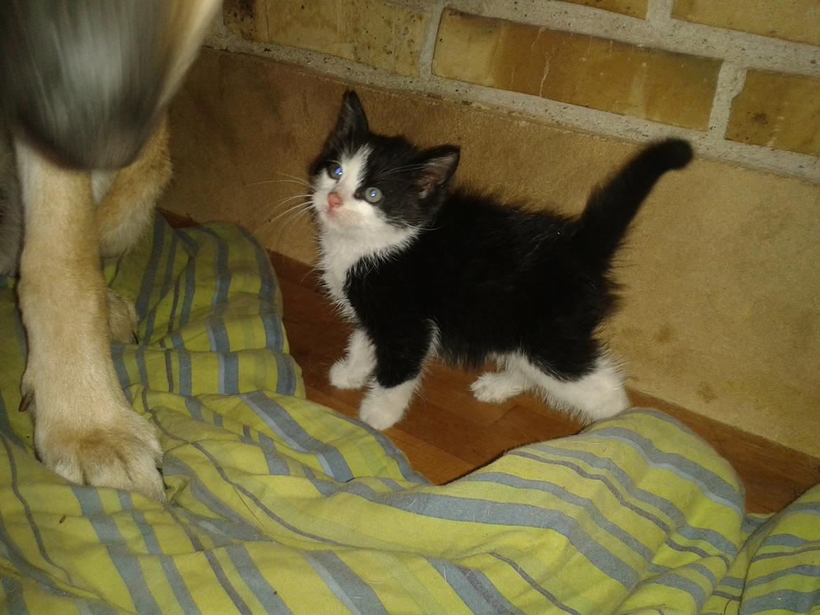 Blanding af racer Figaro billede 5