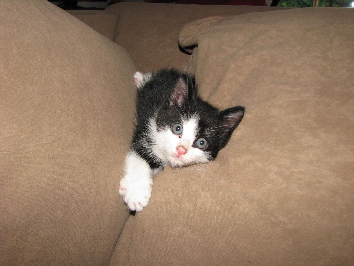 Blanding af racer Figaro billede 9