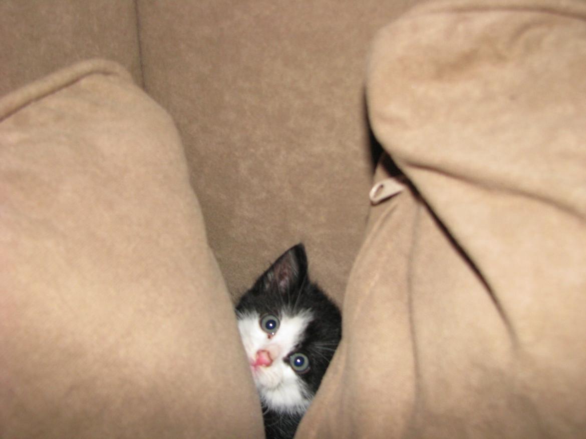 Blanding af racer Figaro billede 8