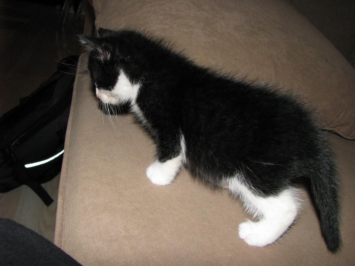 Blanding af racer Figaro billede 10