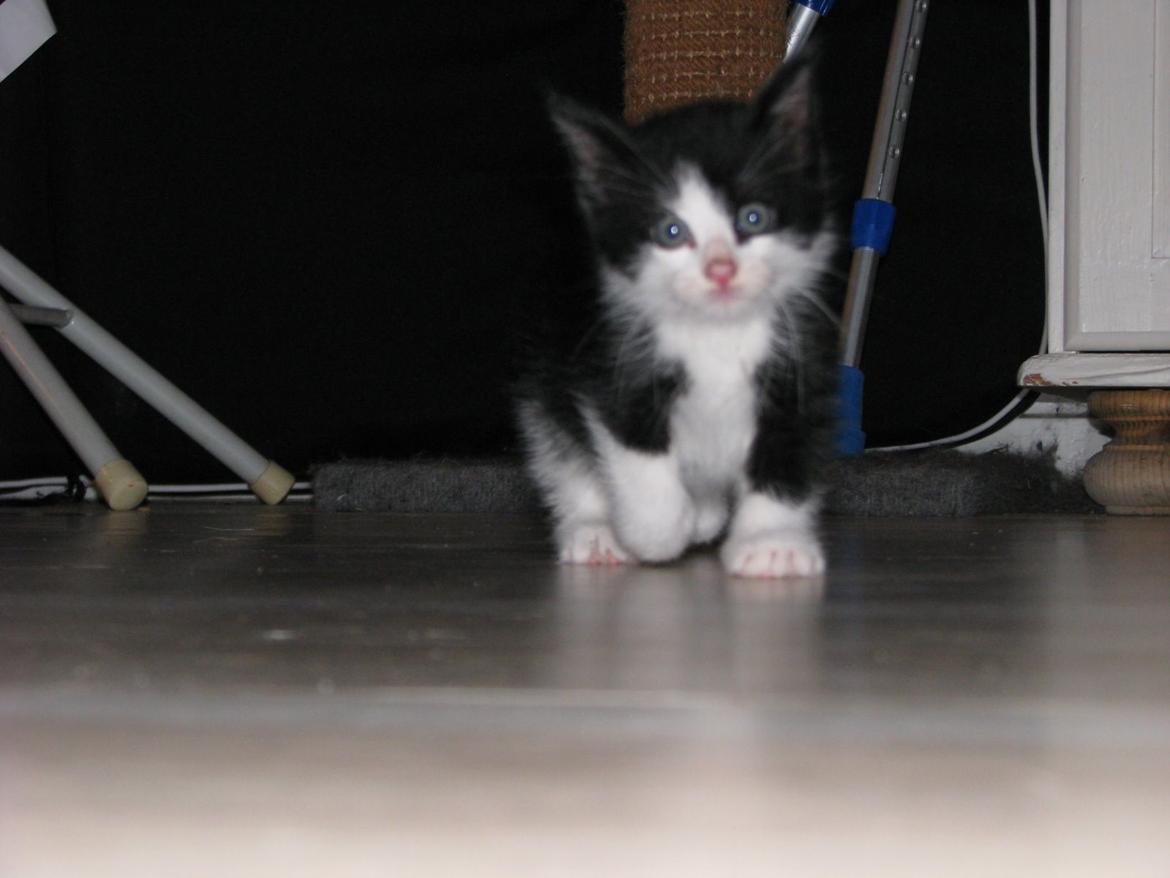 Blanding af racer Figaro billede 12