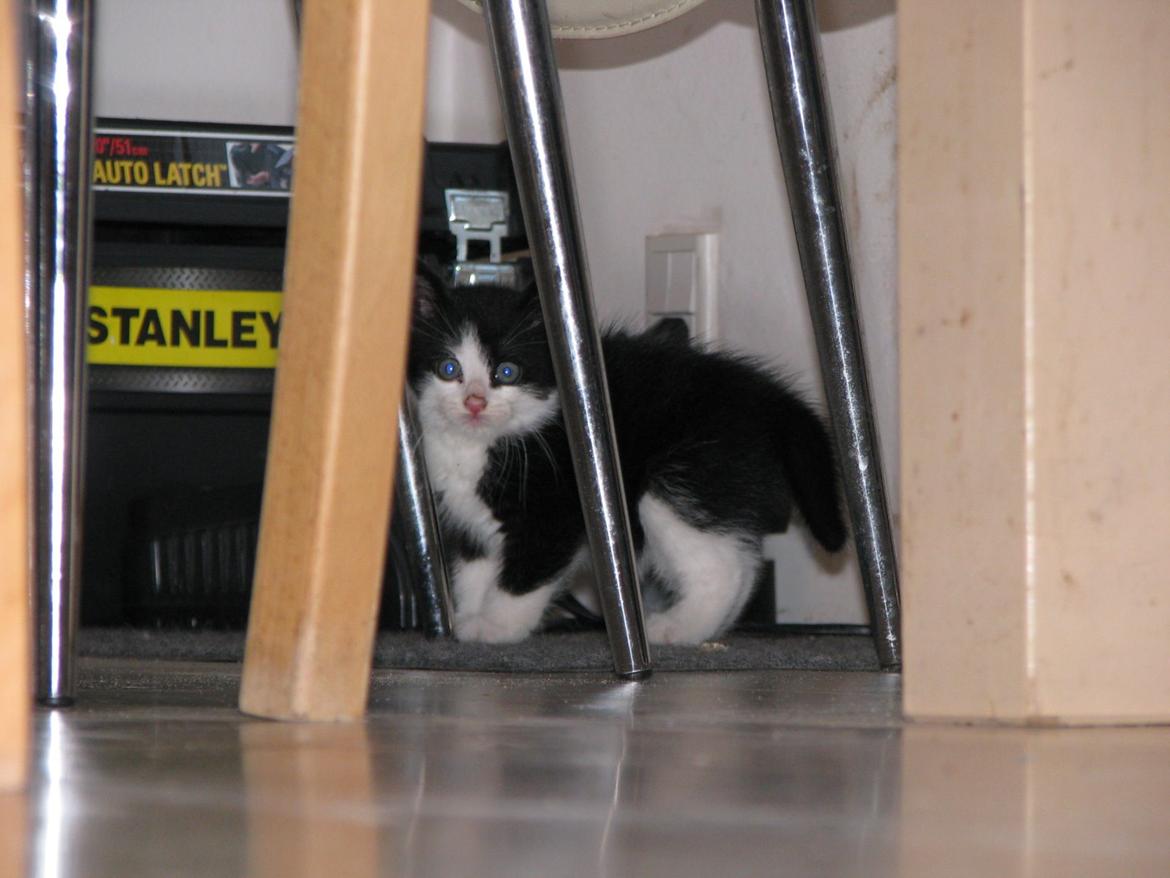 Blanding af racer Figaro billede 13