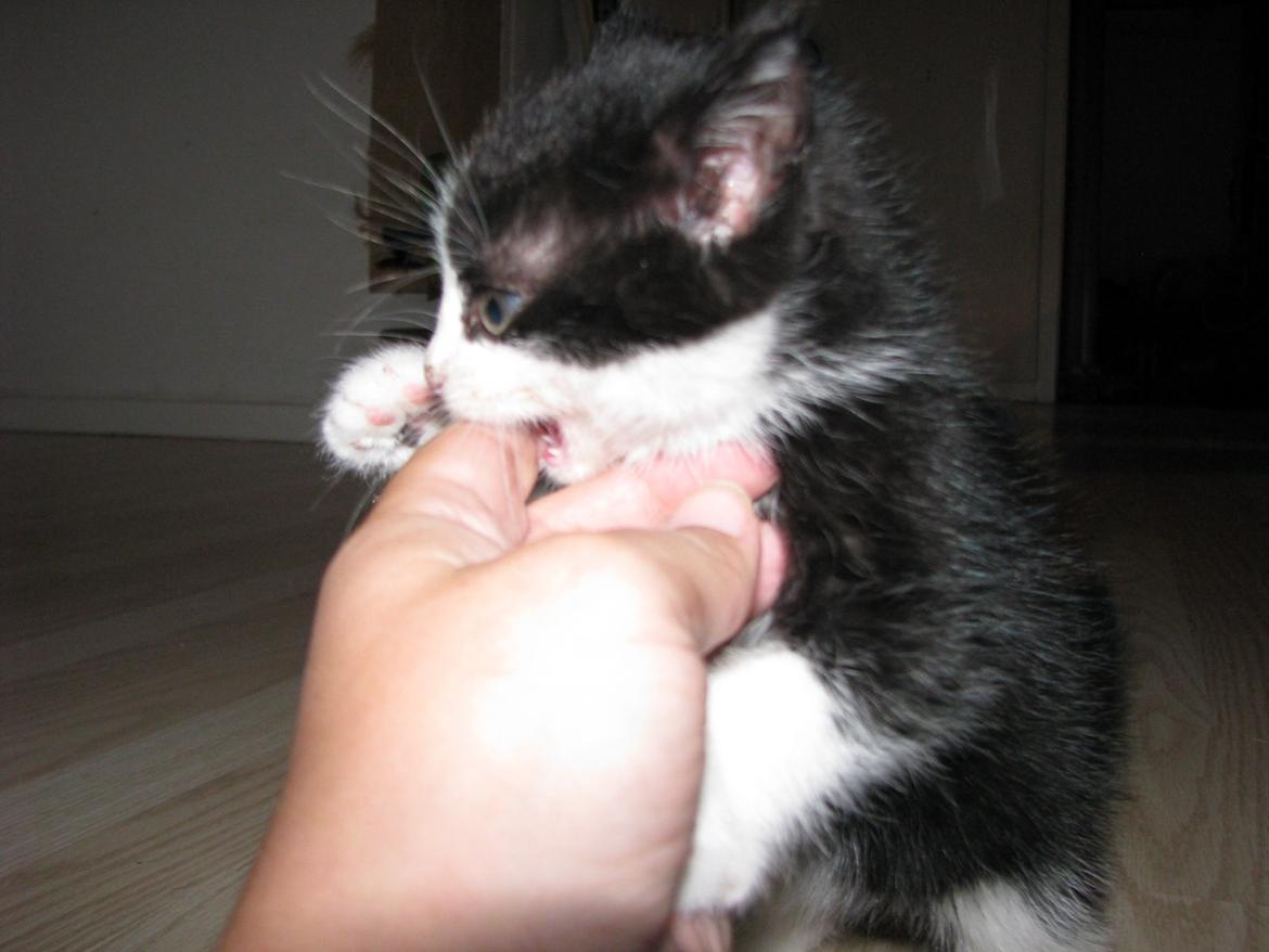 Blanding af racer Figaro billede 14