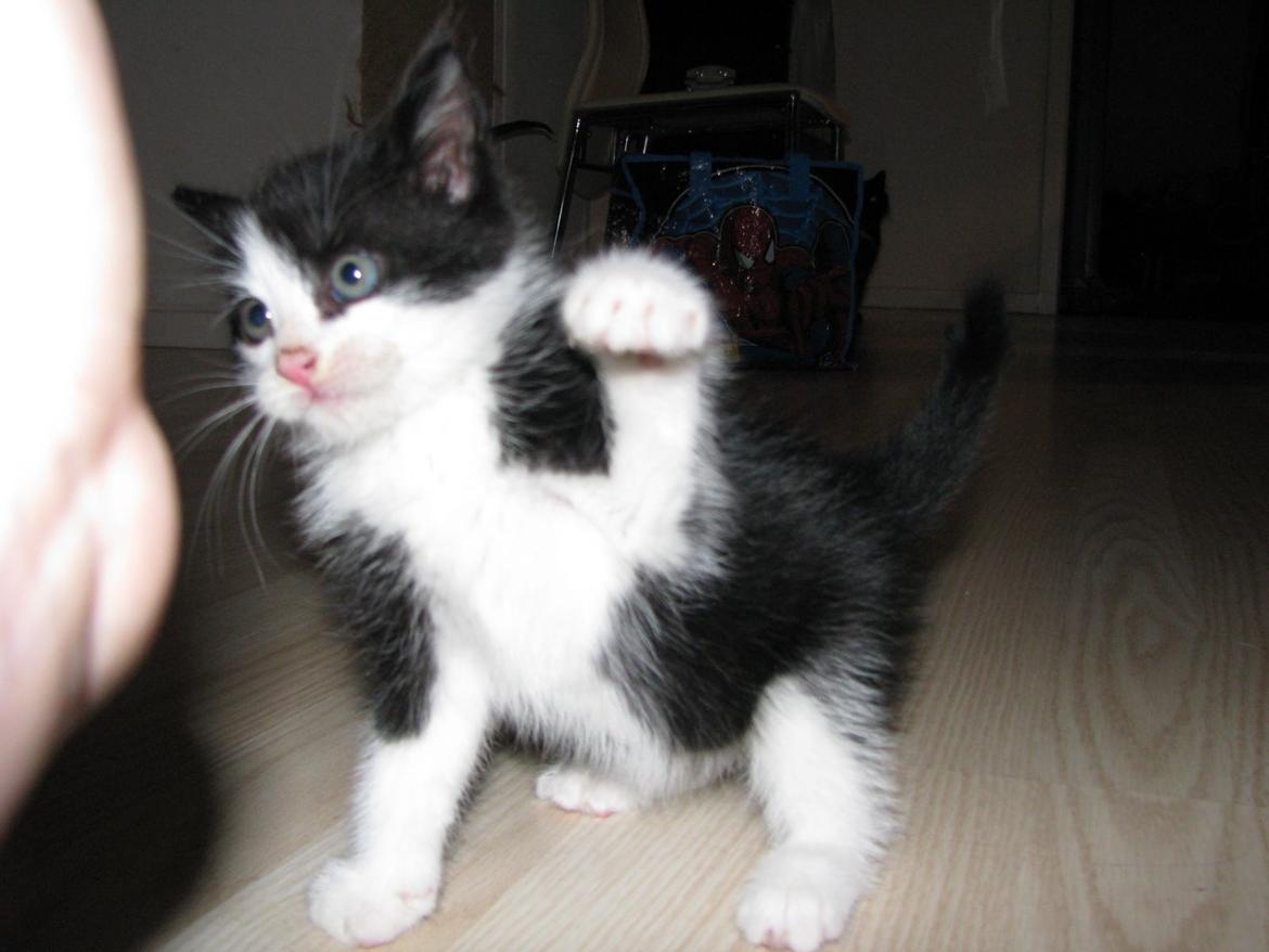 Blanding af racer Figaro billede 15