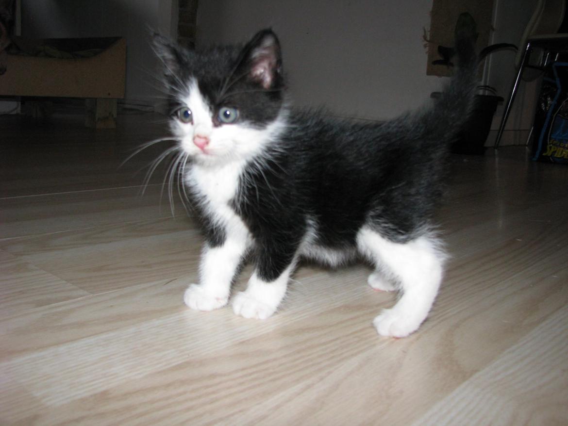 Blanding af racer Figaro billede 16