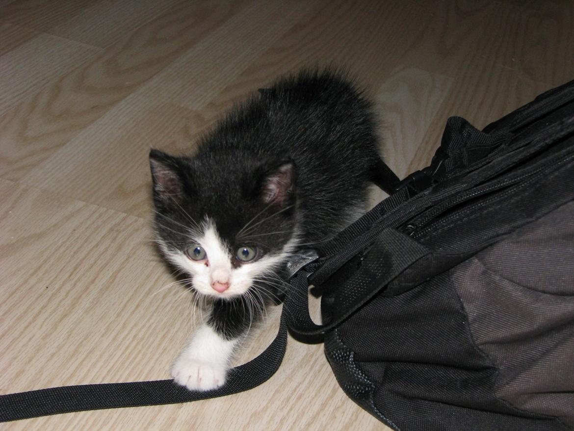 Blanding af racer Figaro billede 18