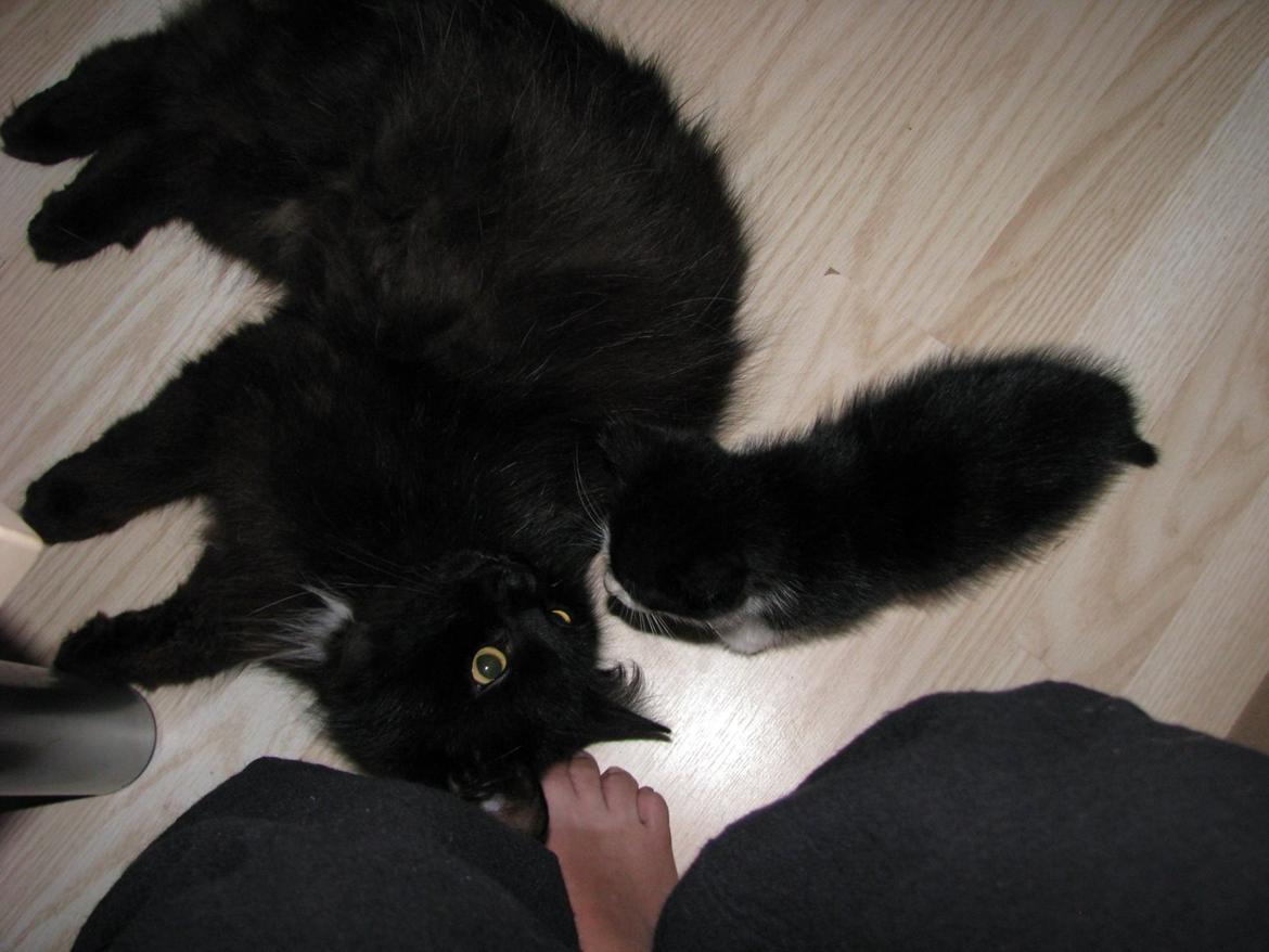 Blanding af racer Figaro billede 11