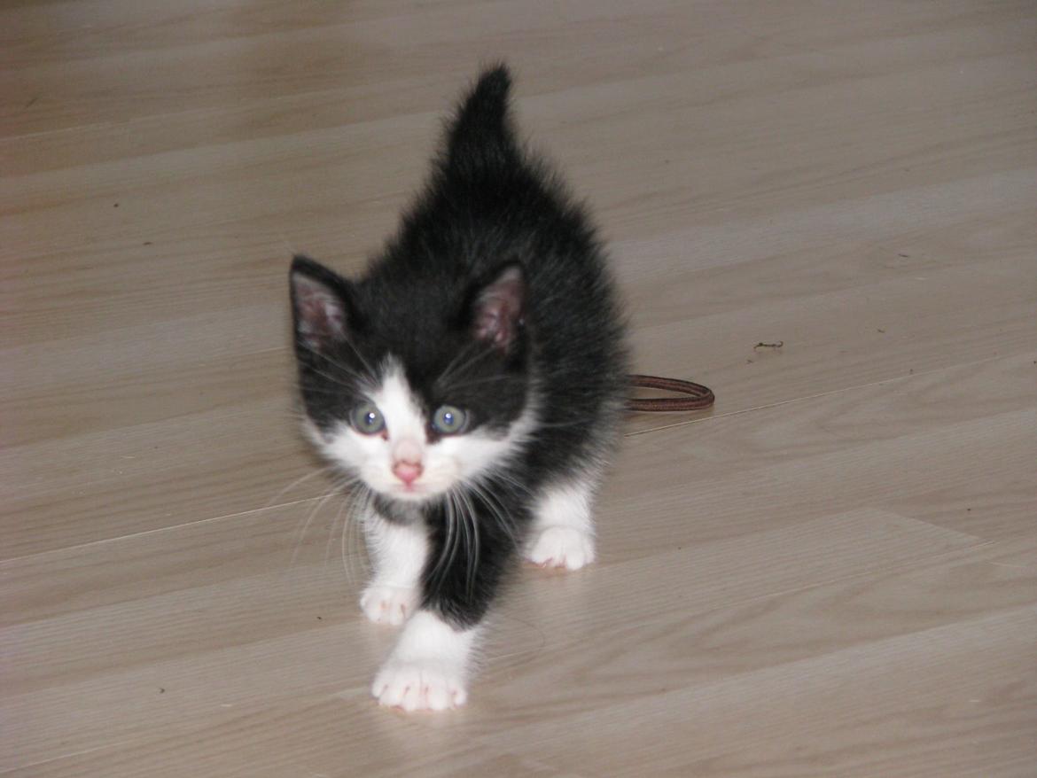 Blanding af racer Figaro billede 19