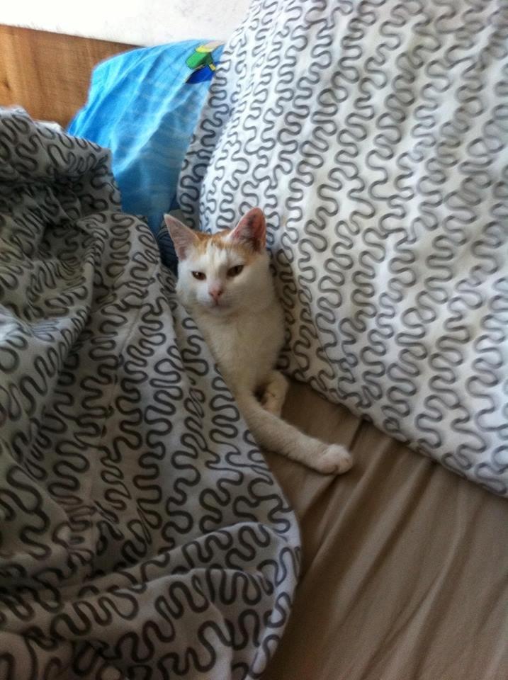 Blanding af racer Diva - At lægge som moar er det bedste i heeele verden ! billede 5