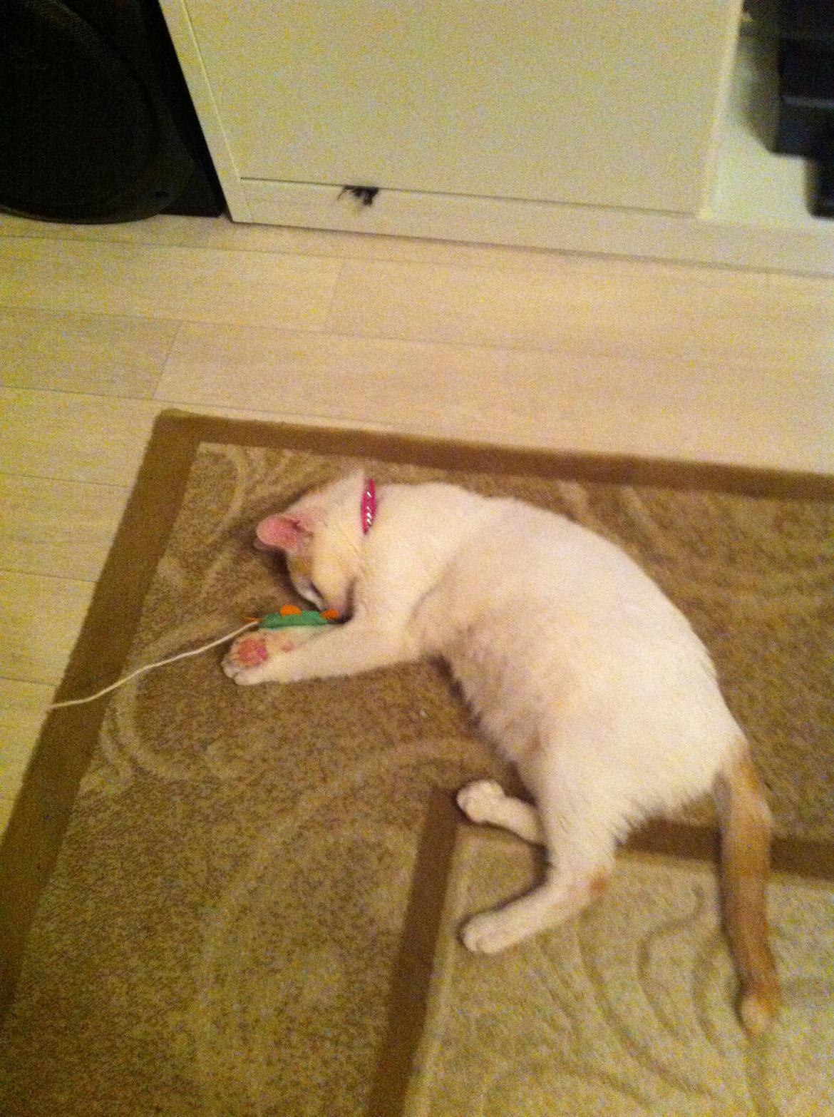 Blanding af racer Diva - åhh Jeg har spist for meget :3 billede 7