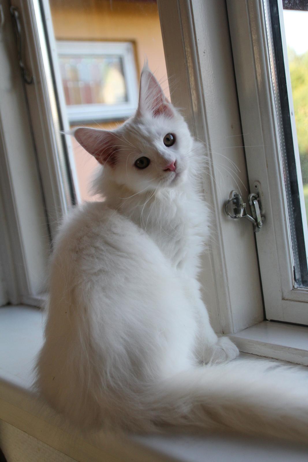 Maine Coon DK Proud Danish White Big Boy billede 9