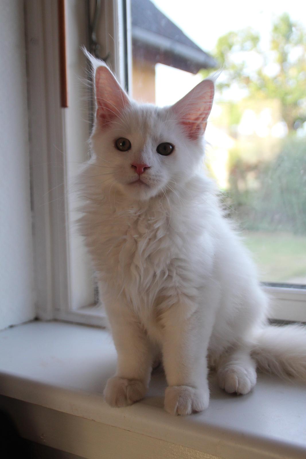 Maine Coon DK Proud Danish White Big Boy billede 10