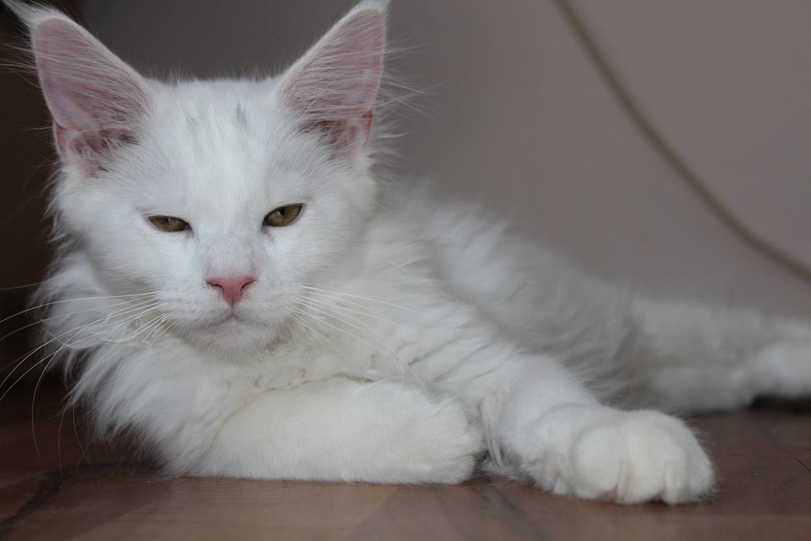 Maine Coon DK Proud Danish White Big Boy billede 11