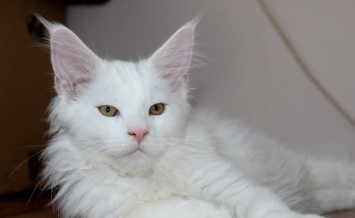 Maine Coon DK Proud Danish White Big Boy billede 12