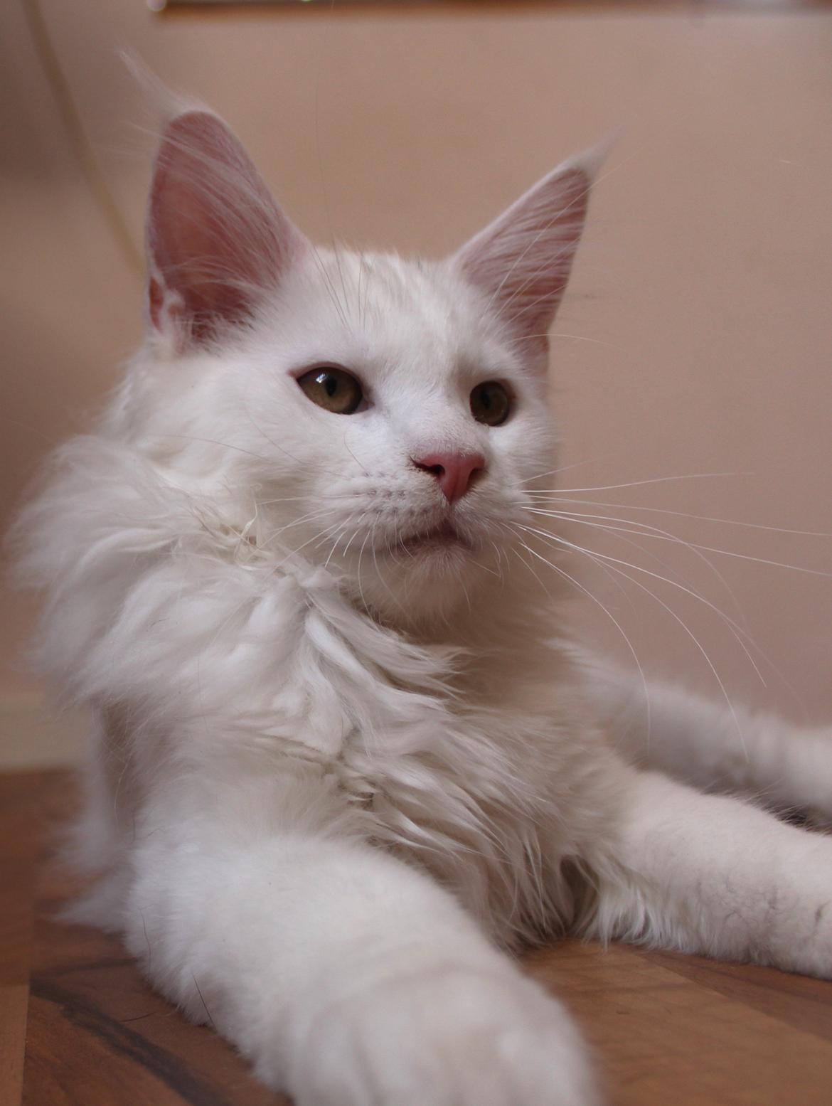 Maine Coon DK Proud Danish White Big Boy billede 13