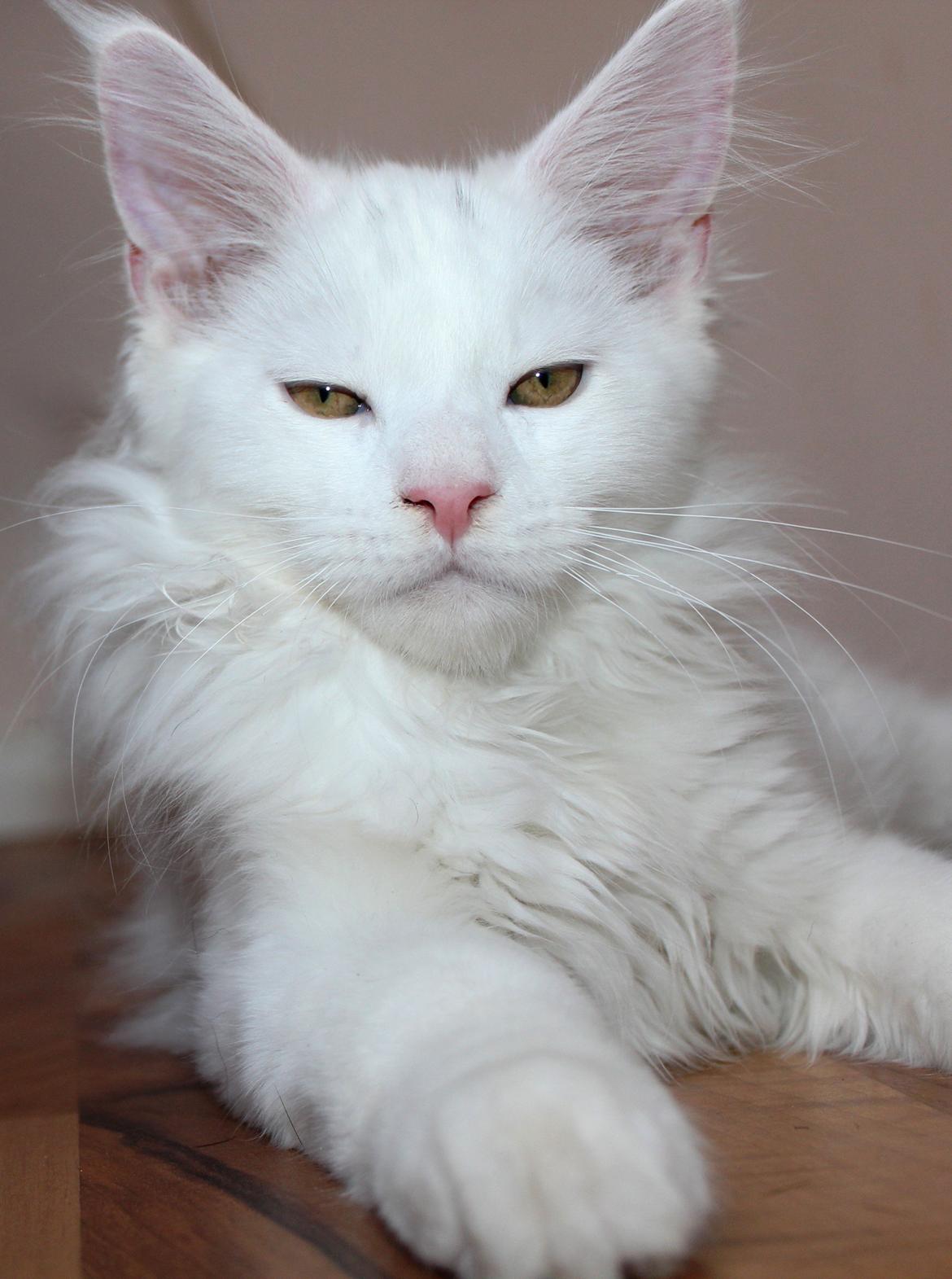 Maine Coon DK Proud Danish White Big Boy billede 7