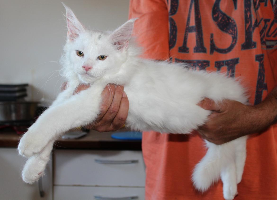 Maine Coon DK Proud Danish White Big Boy billede 15