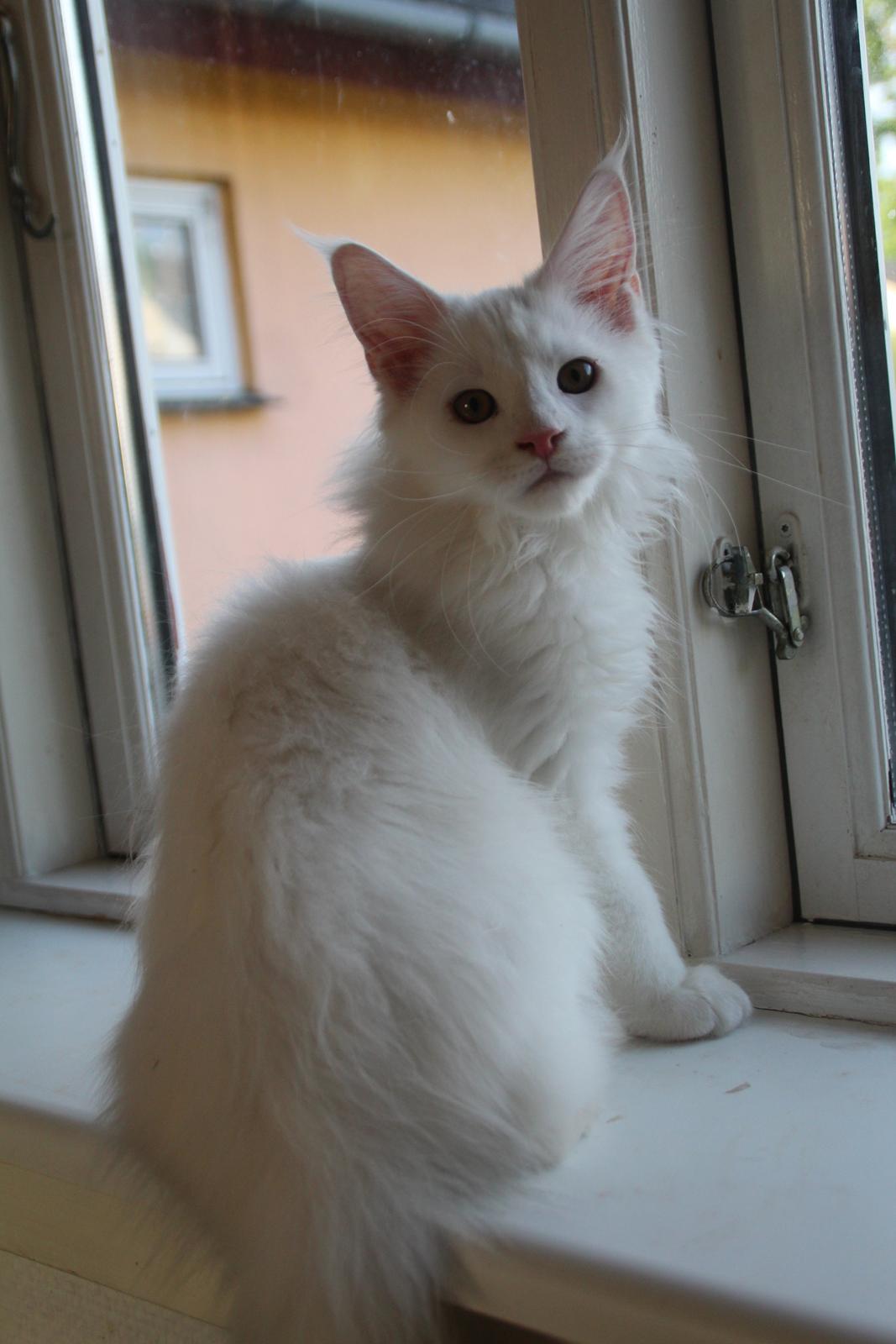 Maine Coon DK Proud Danish White Big Boy billede 8