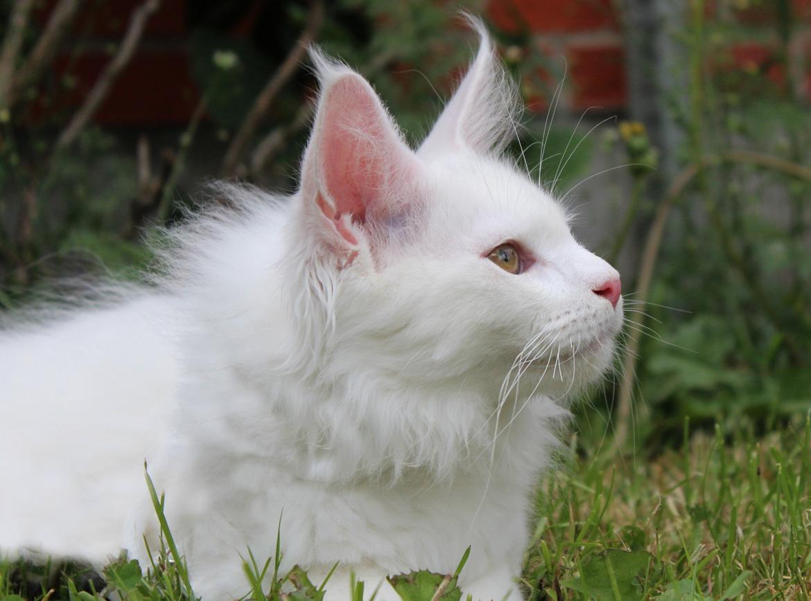 Maine Coon DK Proud Danish White Big Boy billede 16