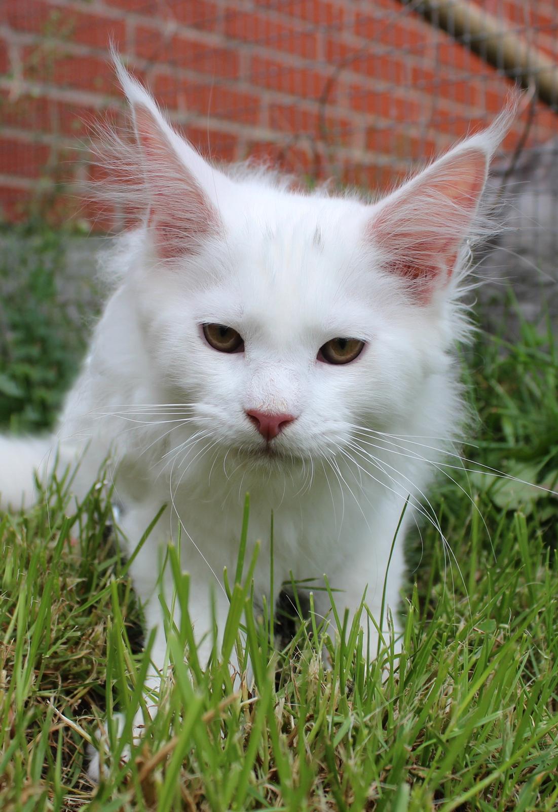 Maine Coon DK Proud Danish White Big Boy billede 18