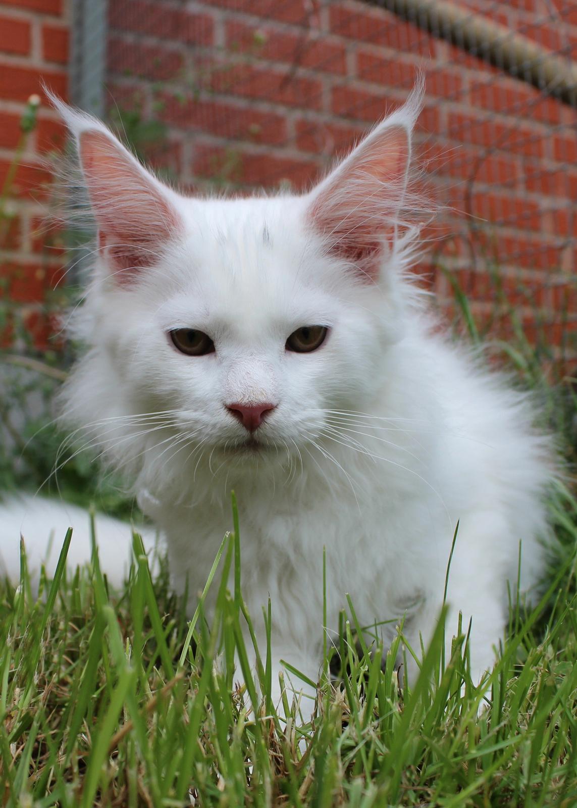 Maine Coon DK Proud Danish White Big Boy billede 19
