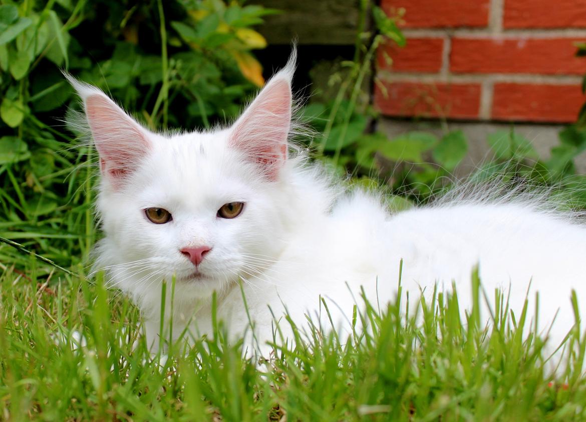Maine Coon DK Proud Danish White Big Boy billede 20