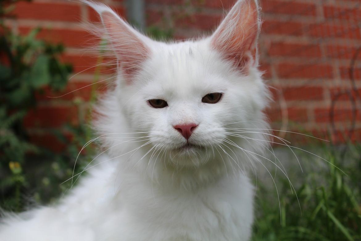 Maine Coon DK Proud Danish White Big Boy billede 21
