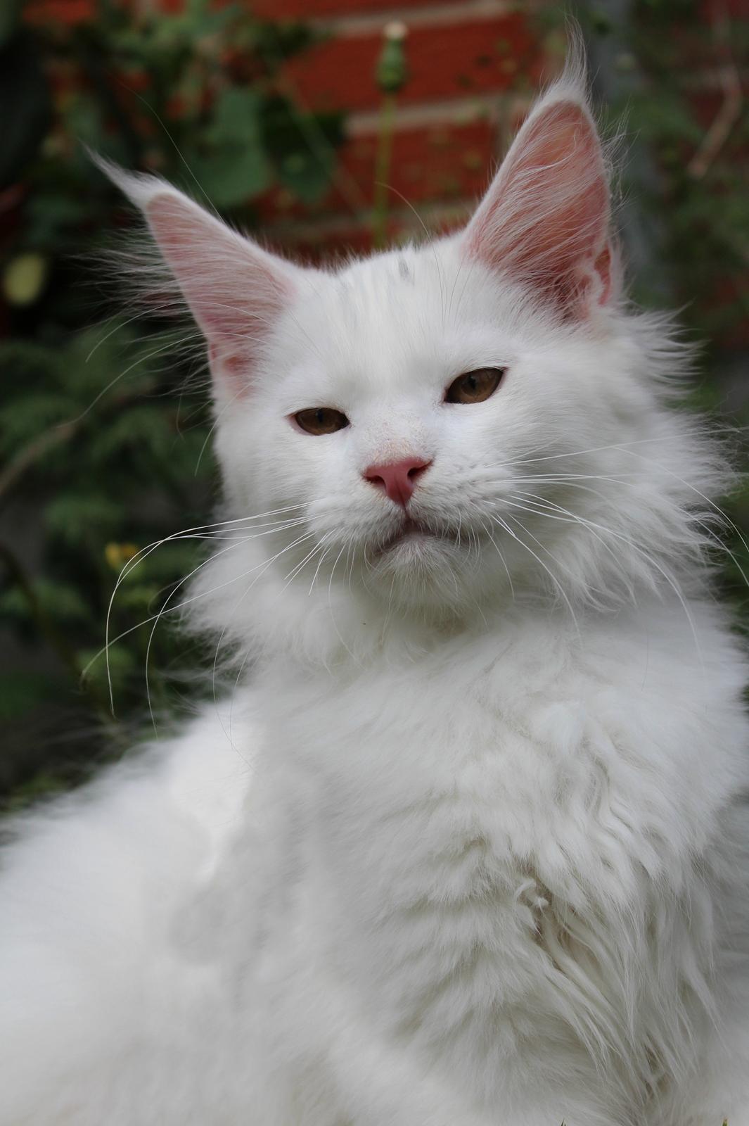Maine Coon DK Proud Danish White Big Boy billede 22