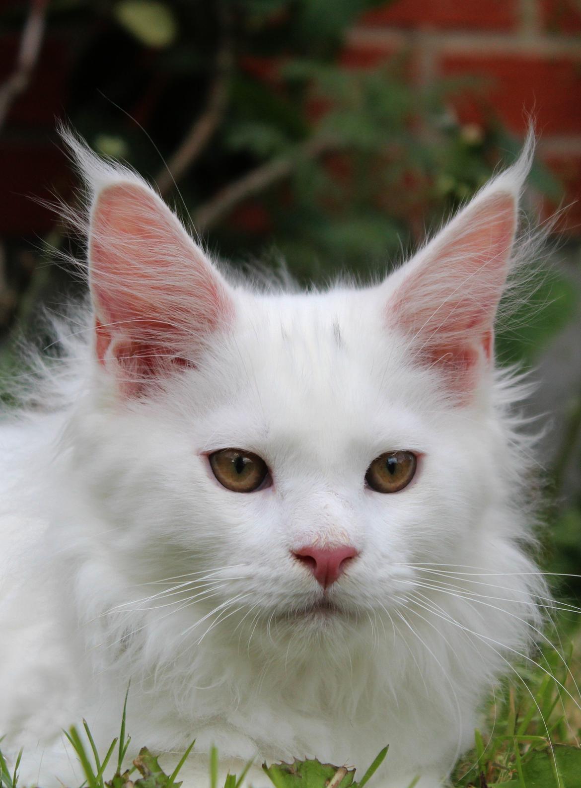 Maine Coon DK Proud Danish White Big Boy billede 17