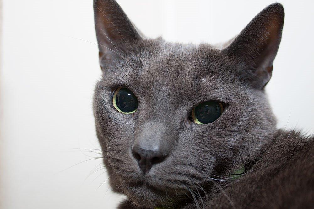 Russian Blue Cesar billede 22