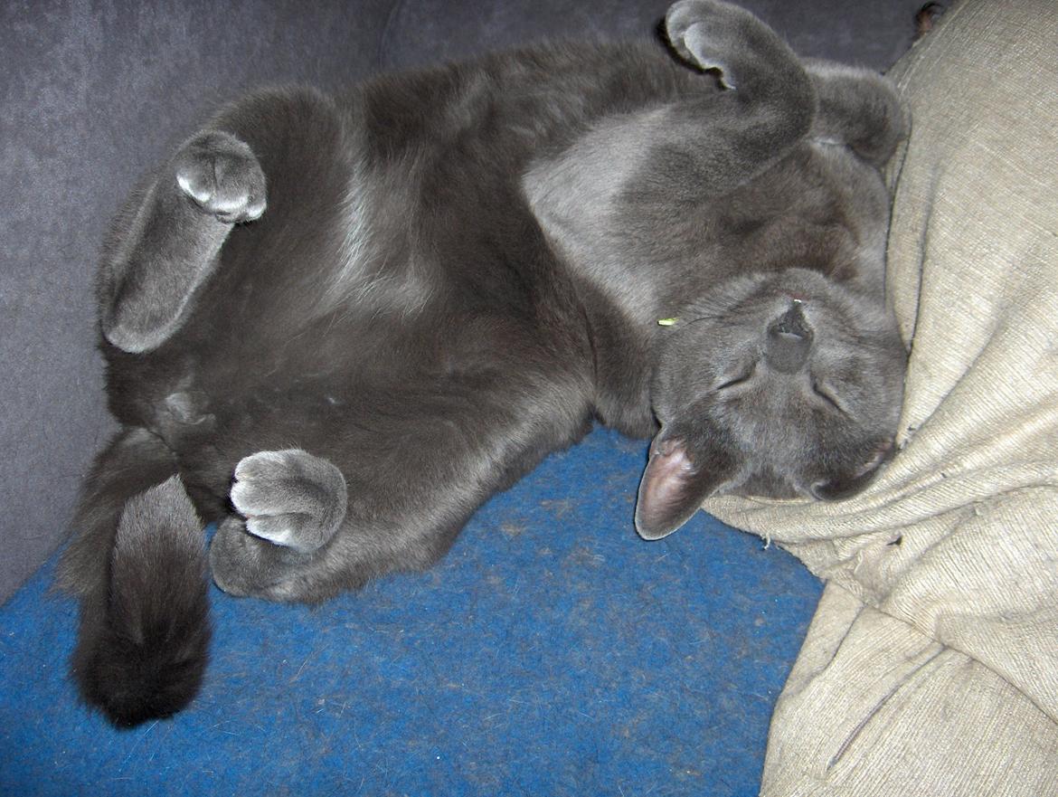 Russian Blue Cesar - Gid jeg kunne sove lige så tungt som Cesar her. billede 24