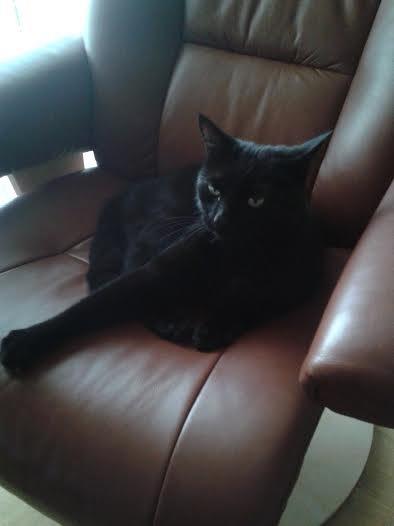 Huskat Sorte R.I.P ;-( - Der skal lige trækkes ud efter en lur billede 28