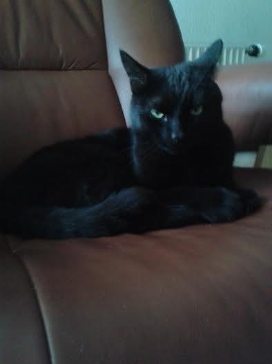 Huskat Sorte R.I.P ;-( - Tager du billeder af mig igen billede 26