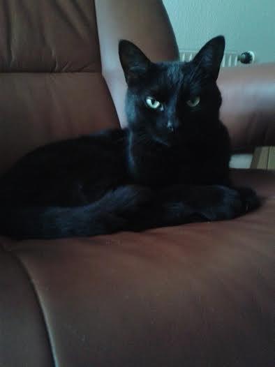 Huskat Sorte R.I.P ;-( - Okay nu stopper du med tage billeder af mig billede 27