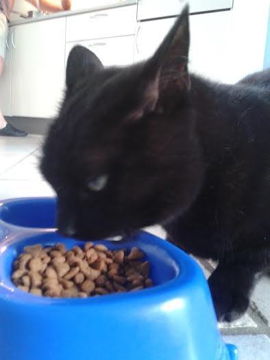 Huskat Sorte R.I.P ;-( - Så er der aftensmad billede 29