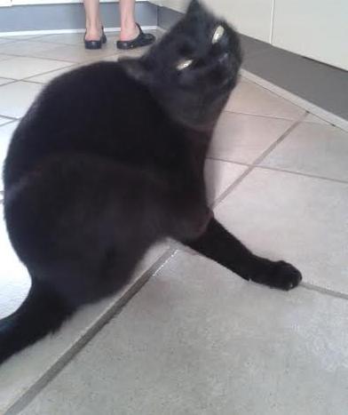 Huskat Sorte R.I.P ;-( - Så skal man lige kløes billede 31