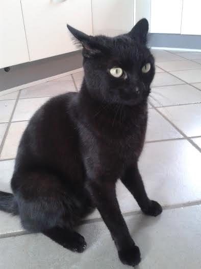 Huskat Sorte R.I.P ;-( - Big eyes billede 32