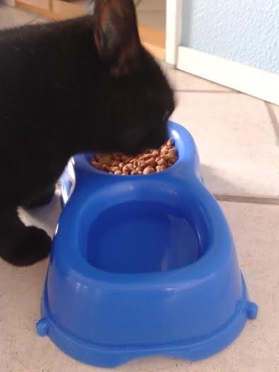 Huskat Sorte R.I.P ;-( - Så er der aftensmad billede 30