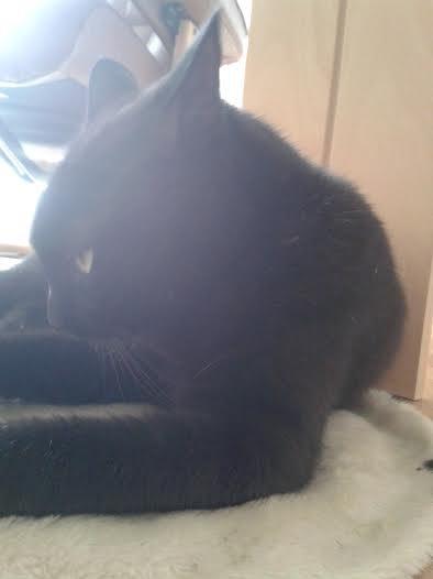 Huskat Sorte R.I.P ;-( - Åhhhh jeg ligger lige og sover billede 33
