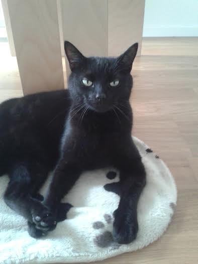 Huskat Sorte R.I.P ;-( - Hallo nu har du jo væget mig billede 34